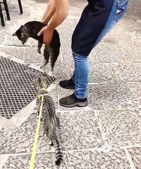 gigia the travel cat