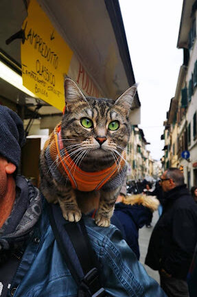 gigia