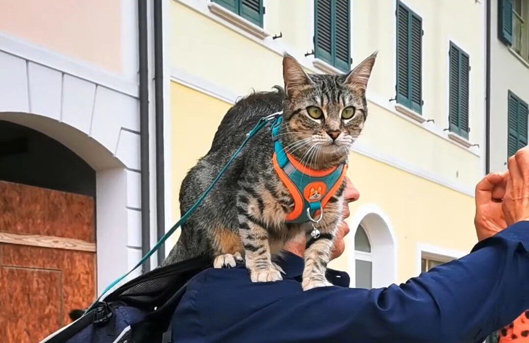 Cesenatico