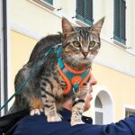 Cesenatico