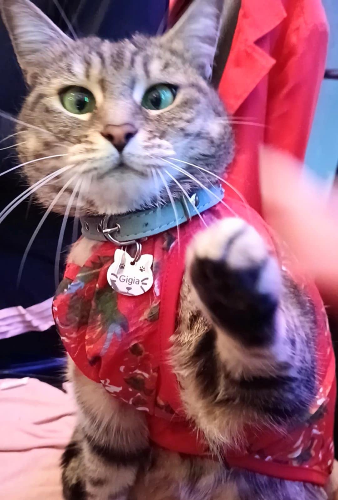 gigia the travel cat