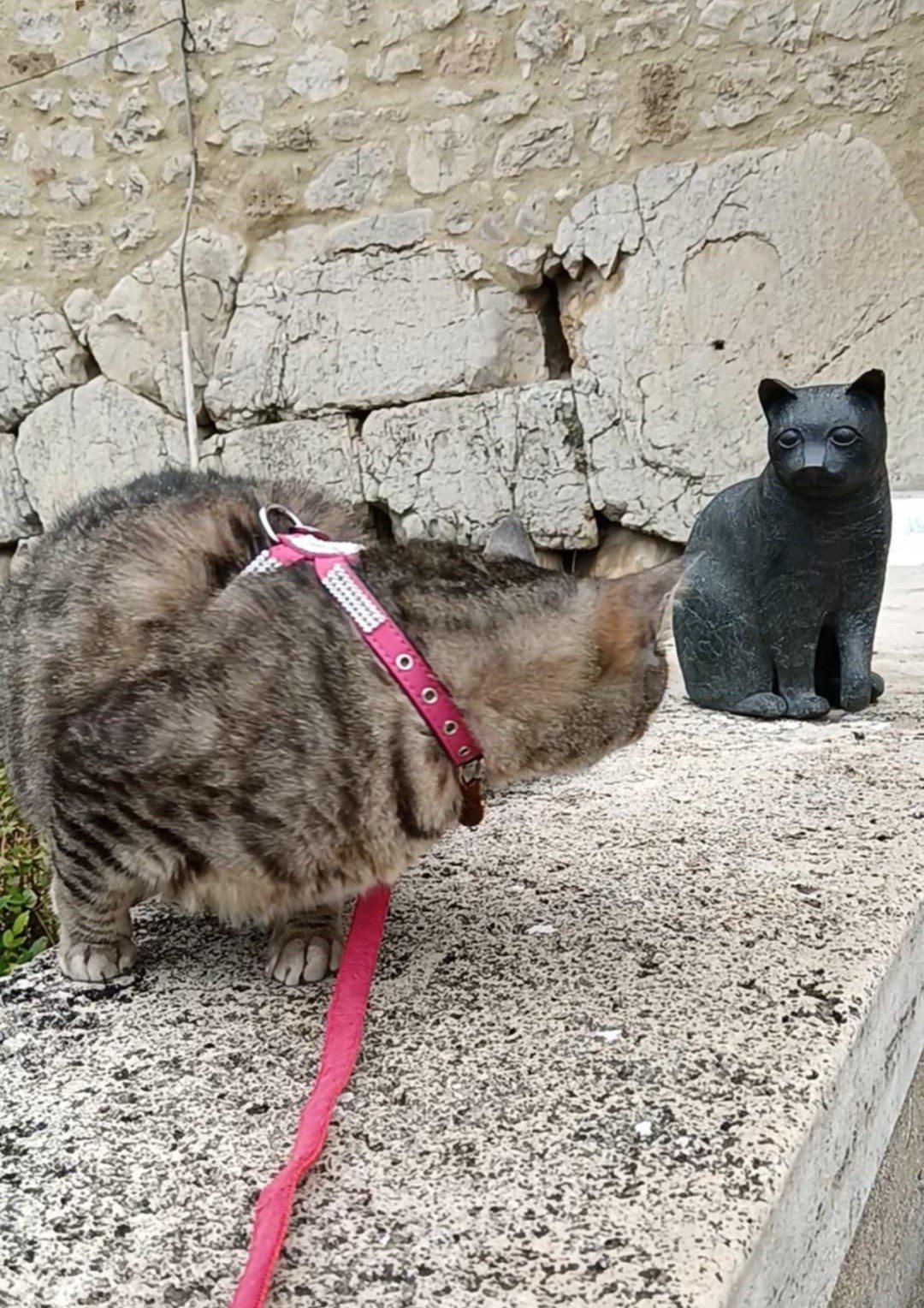 gigia