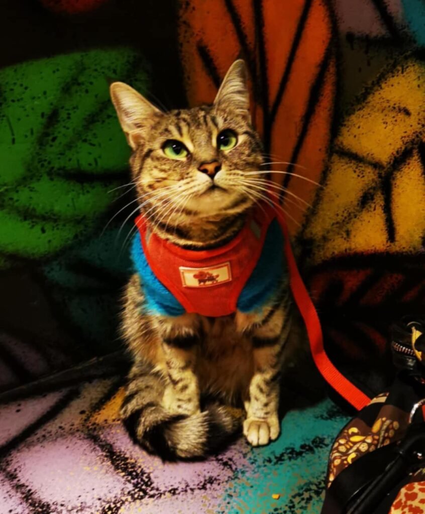 gigia the travel cat