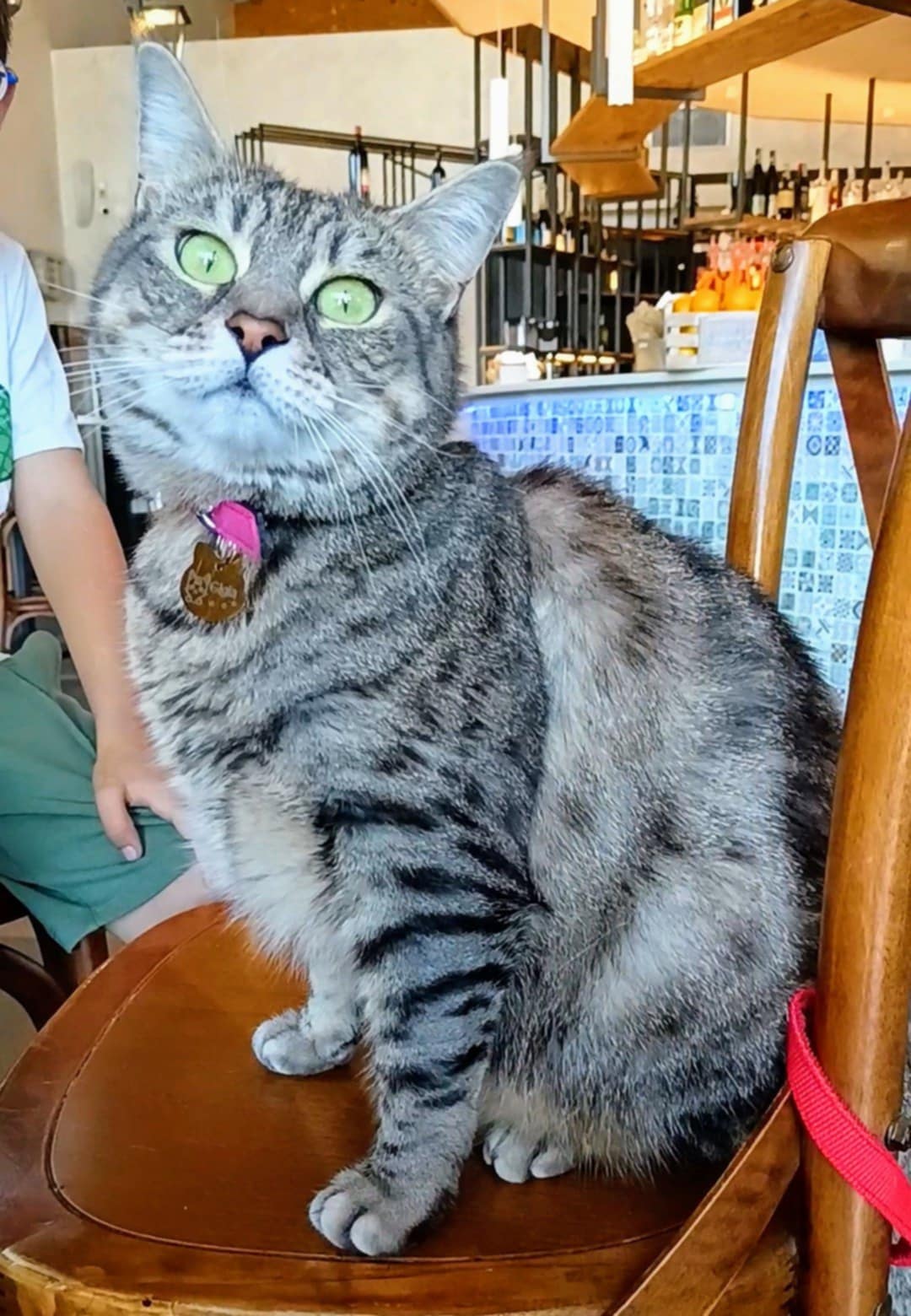 Gigia the travel cat