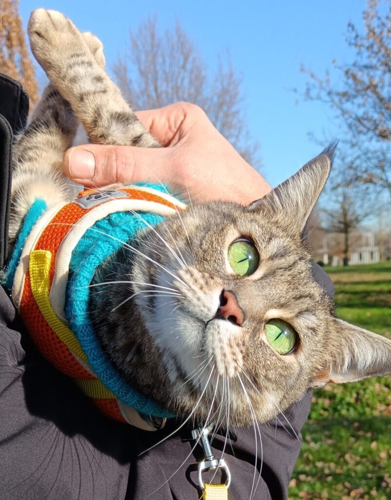gigia the travel cat