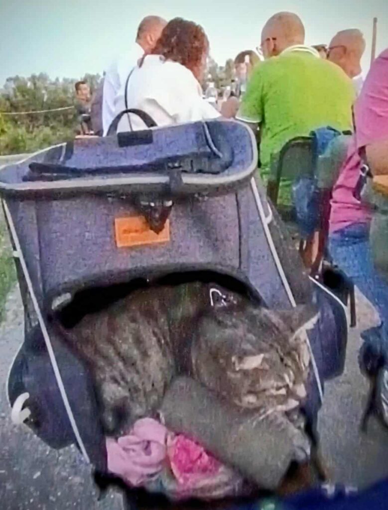 gigia the travel cat