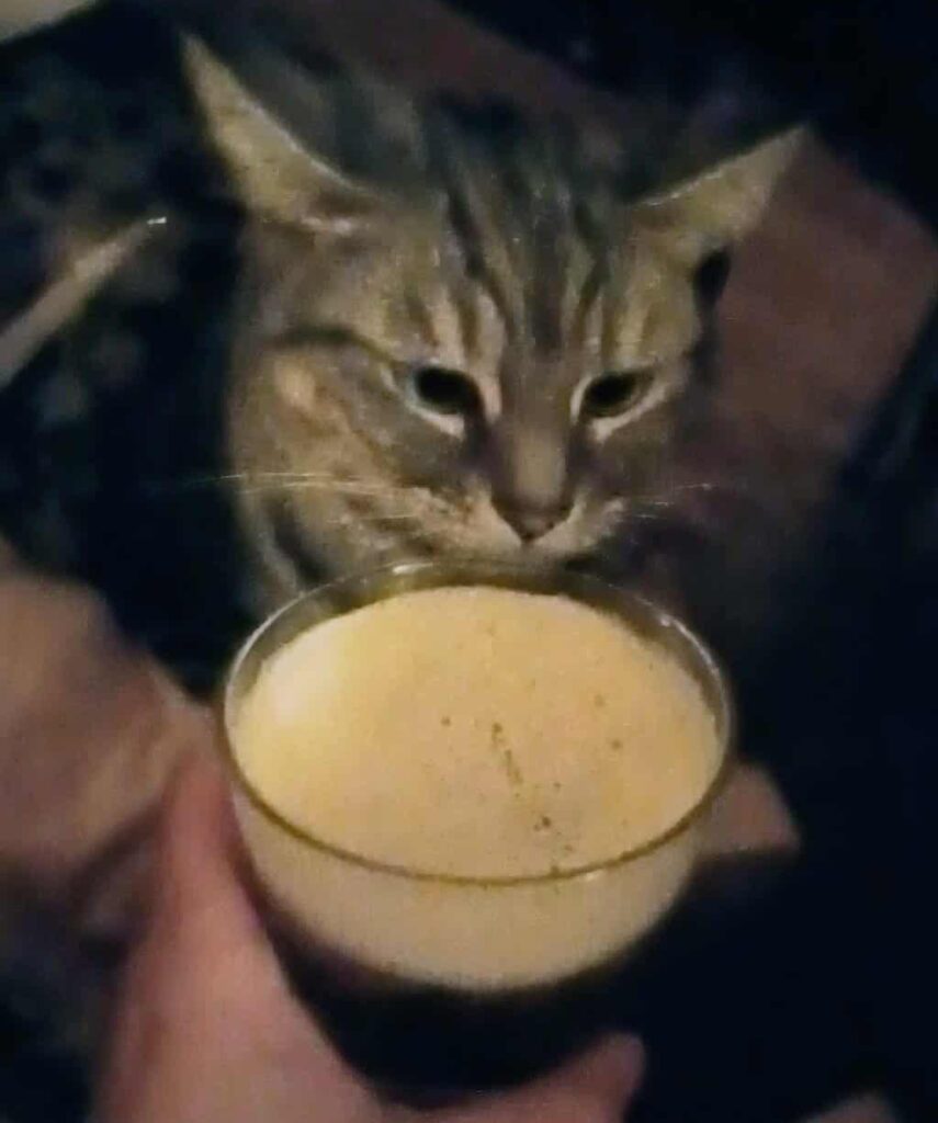 gigia the travel cat