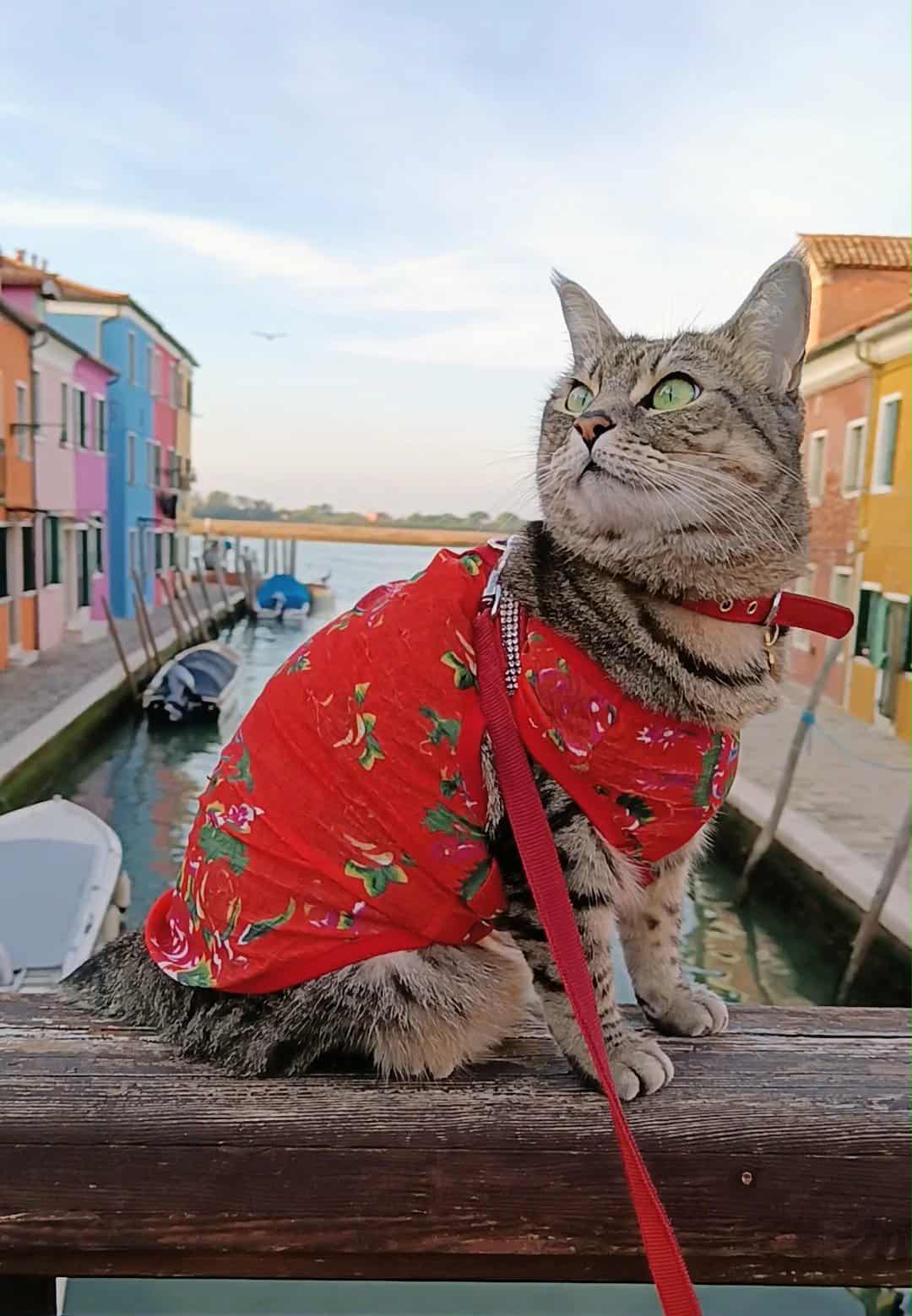 gigia the travel cat