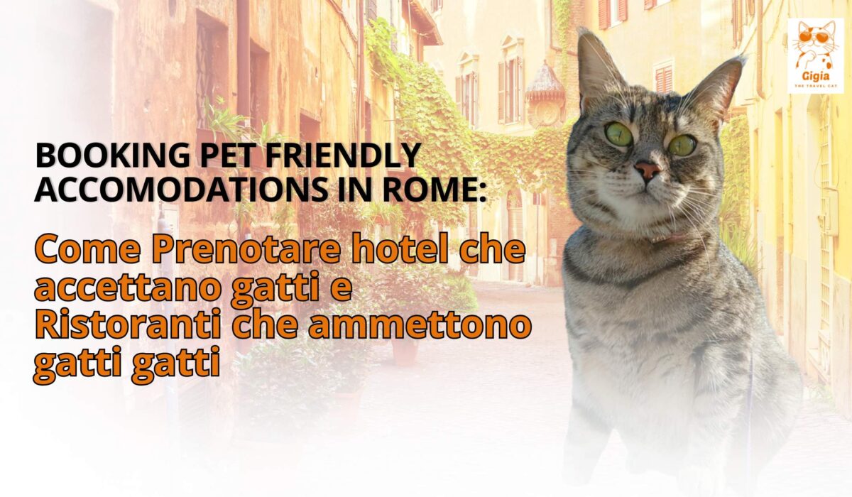 Gigia Travel Cat royalty free cat photos featuring alberghi per gatti in Rome