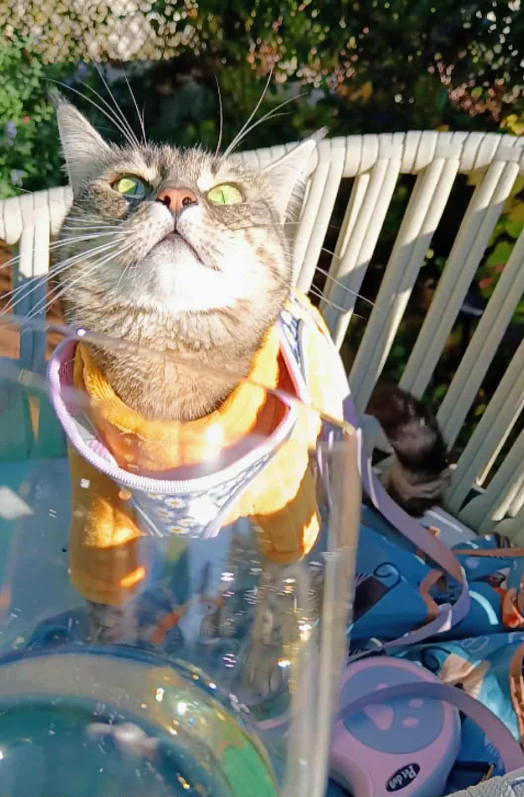 gigia the travel cat