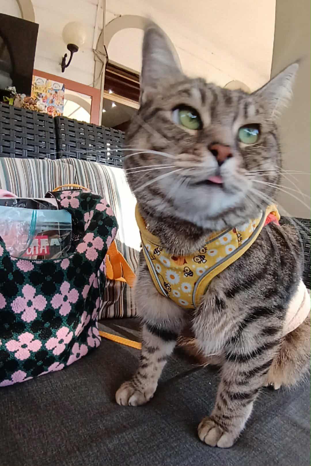 gigia the travel cat