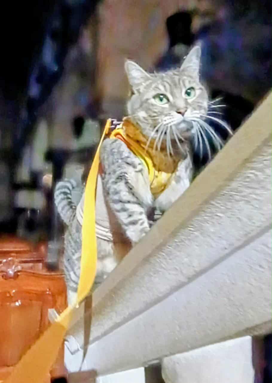 gigia the travel cat