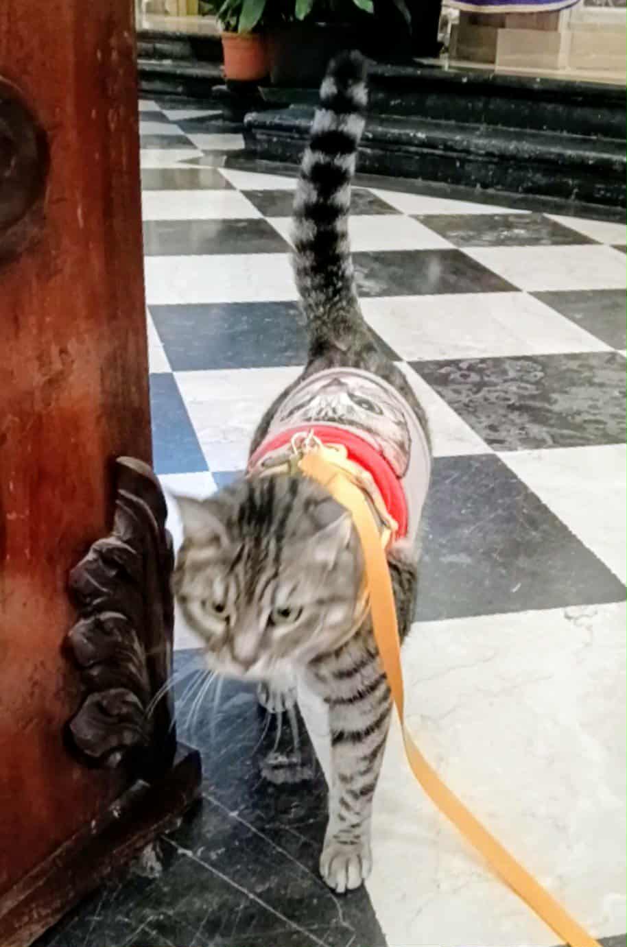 gigia the travel cat