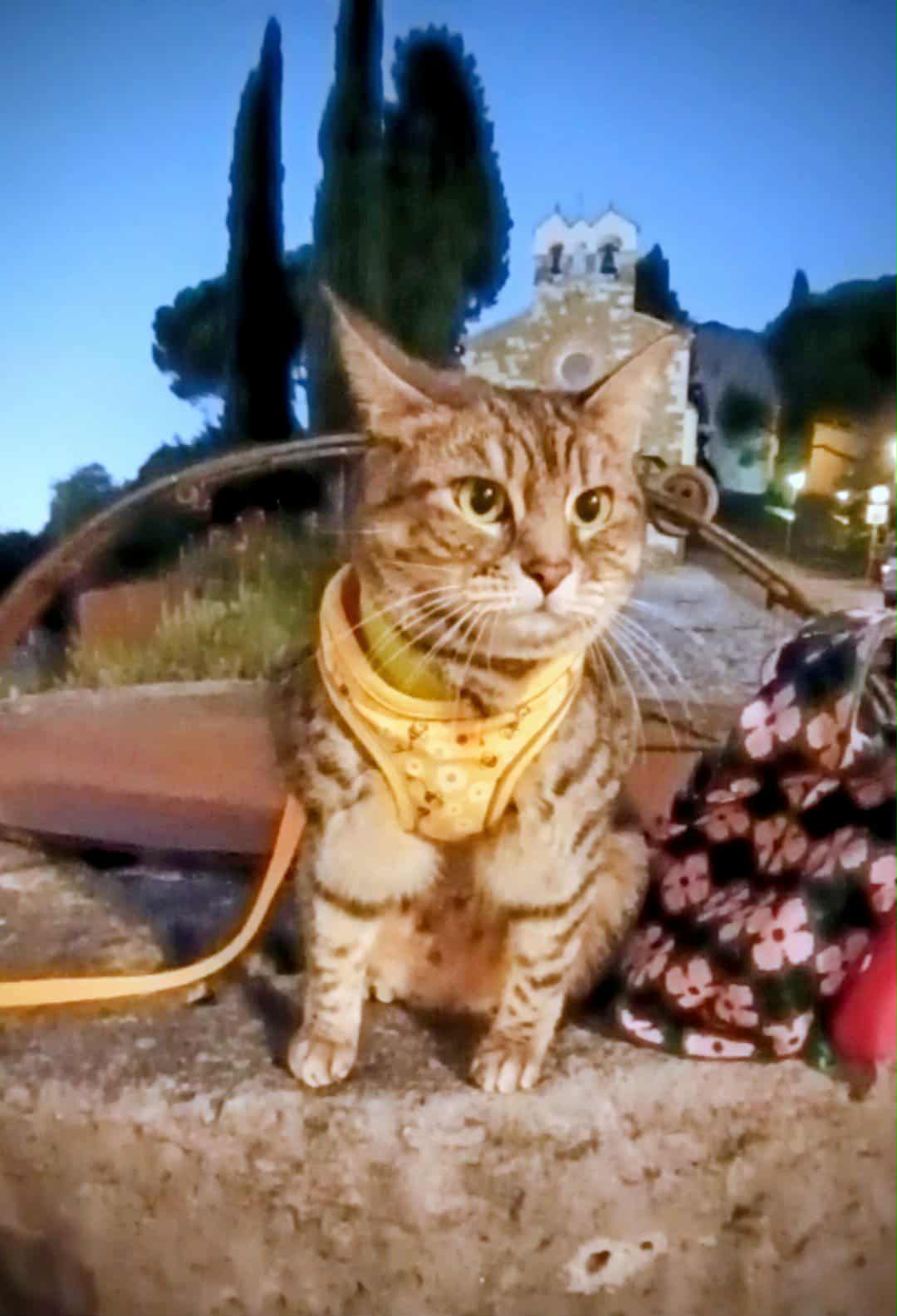 gigia the travel cat