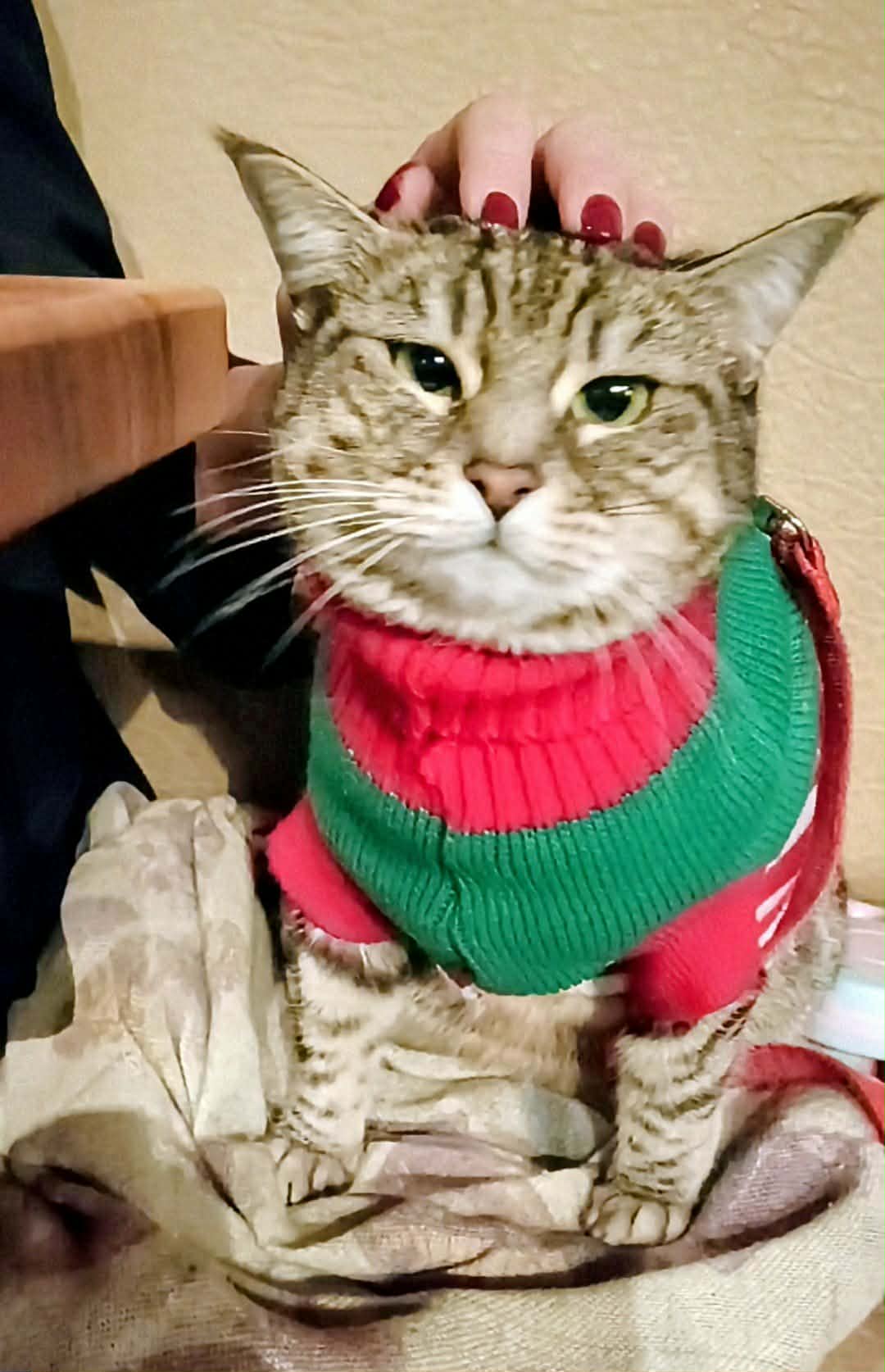 gigia the travel cat