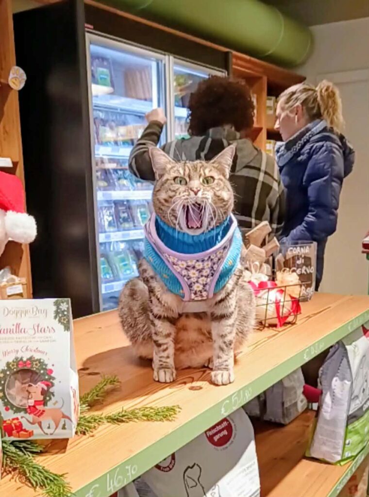 gigia the travel cat