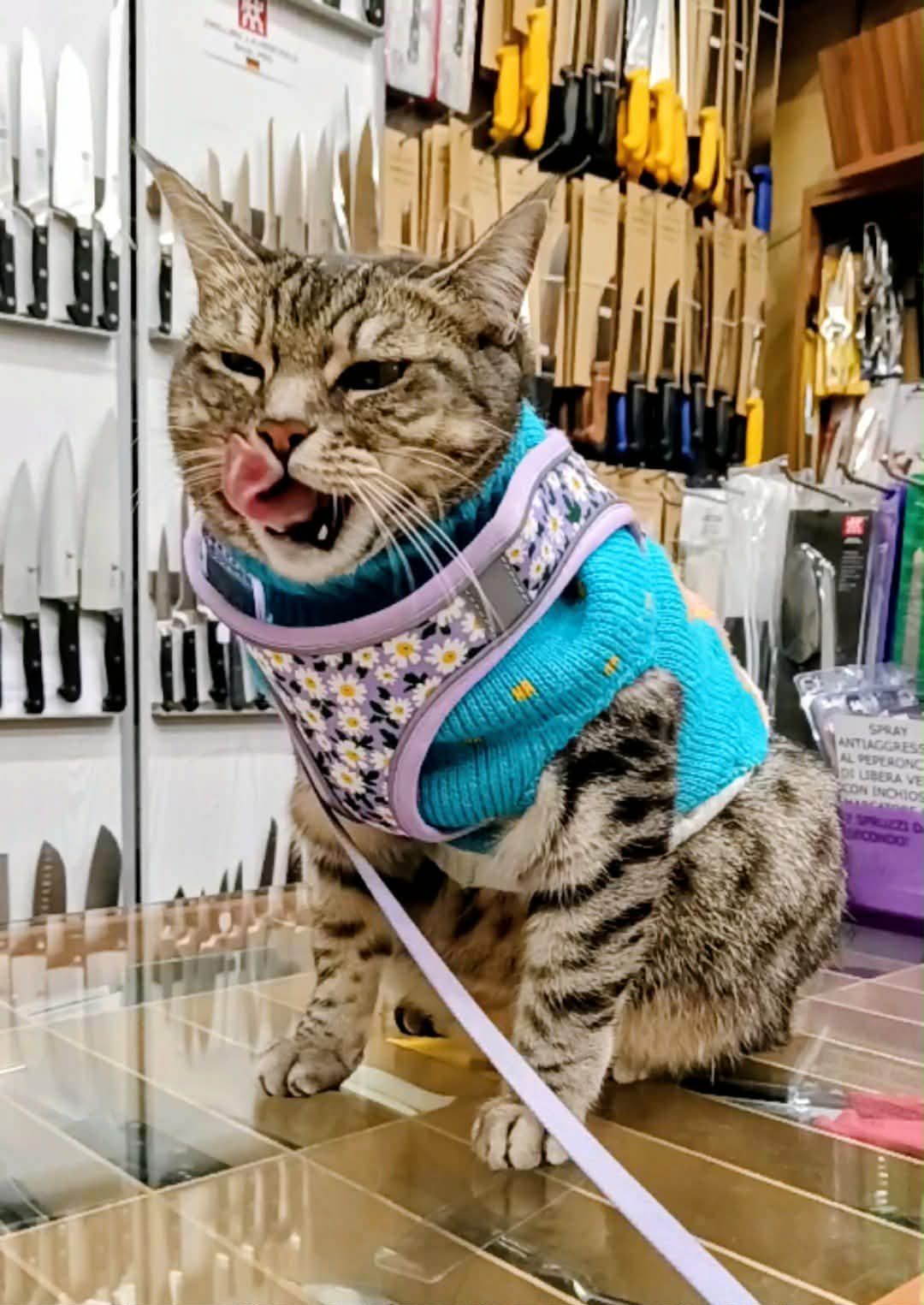 gigia the travel cat