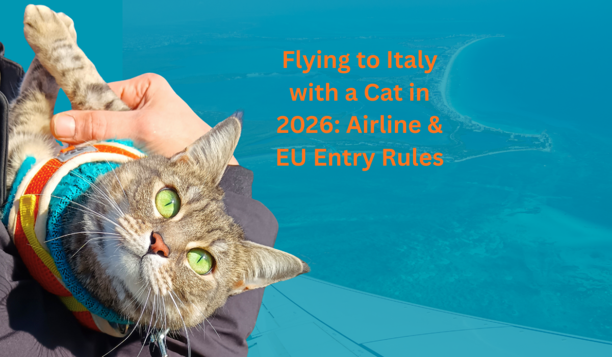 Gigia looking at the camera by the side of a plane in the air