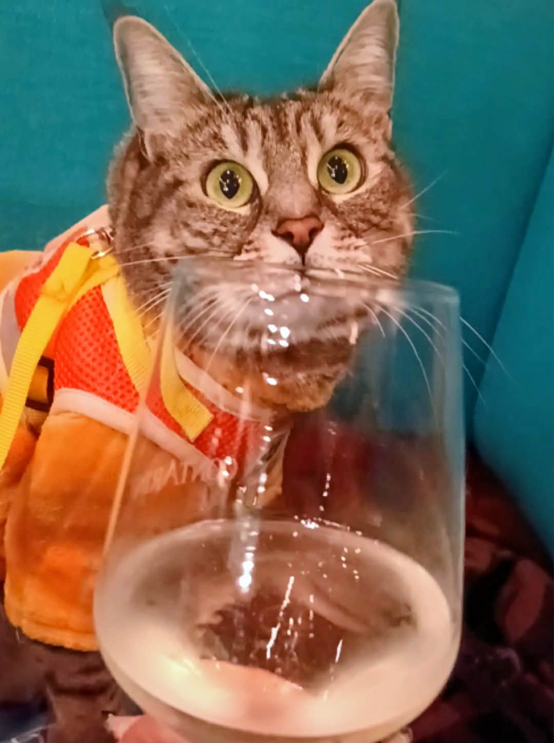 gigia the travel cat