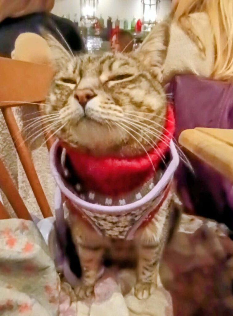 gigia the travel cat