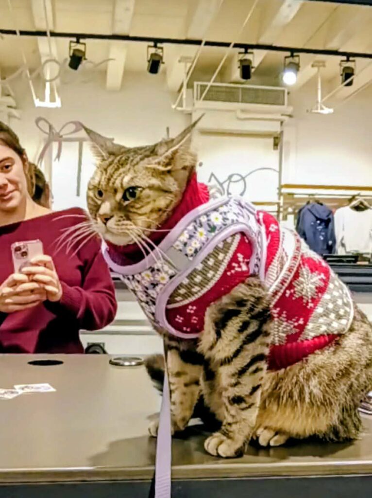 gigia the travel cat