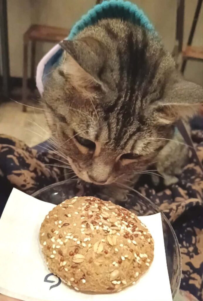 gigia the travel cat