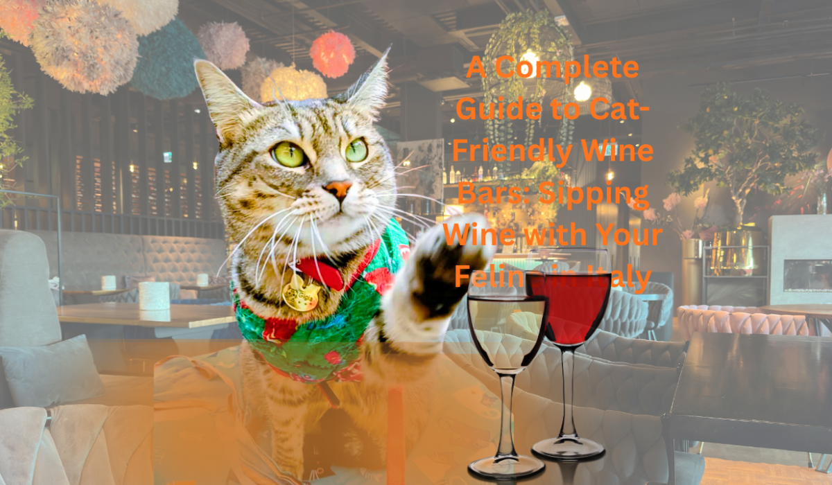 Gigia at a cat-friendly wine bar in Rome