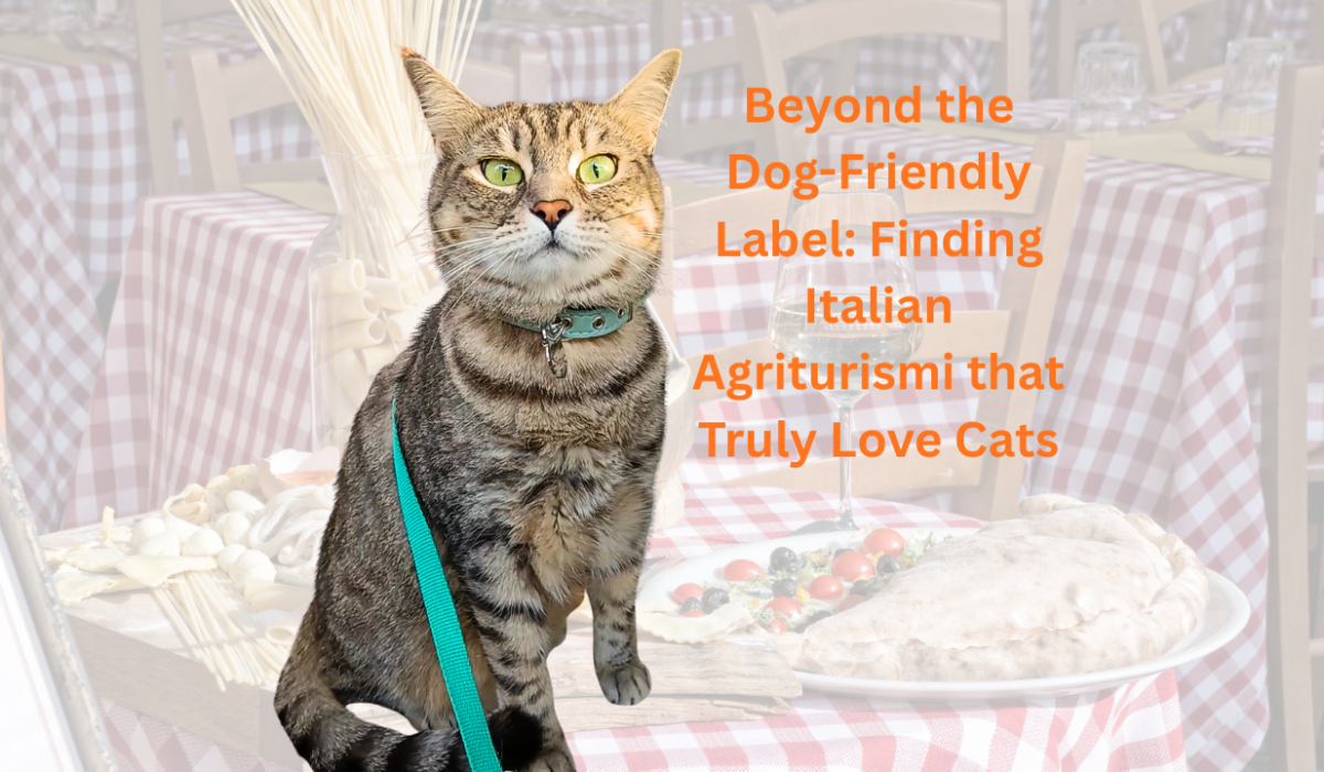 Gigia Travel Cat exploring a pet-friendly agriturismo Italy