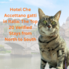 Gigia at a luxury hotel che accettano gatti in Italia