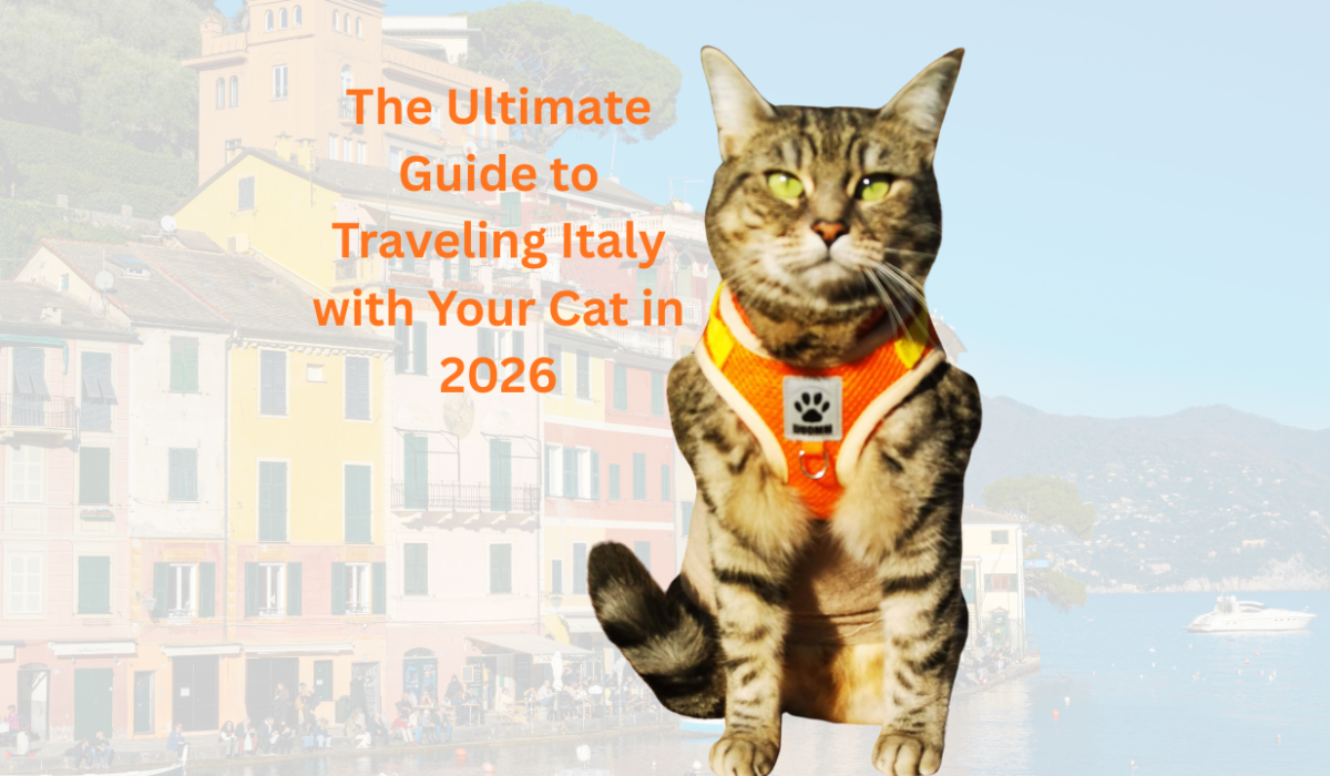 A master guide on how to travel Italy with a cat featuring Gigia