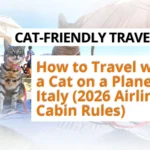 traveling to Italy with a cat