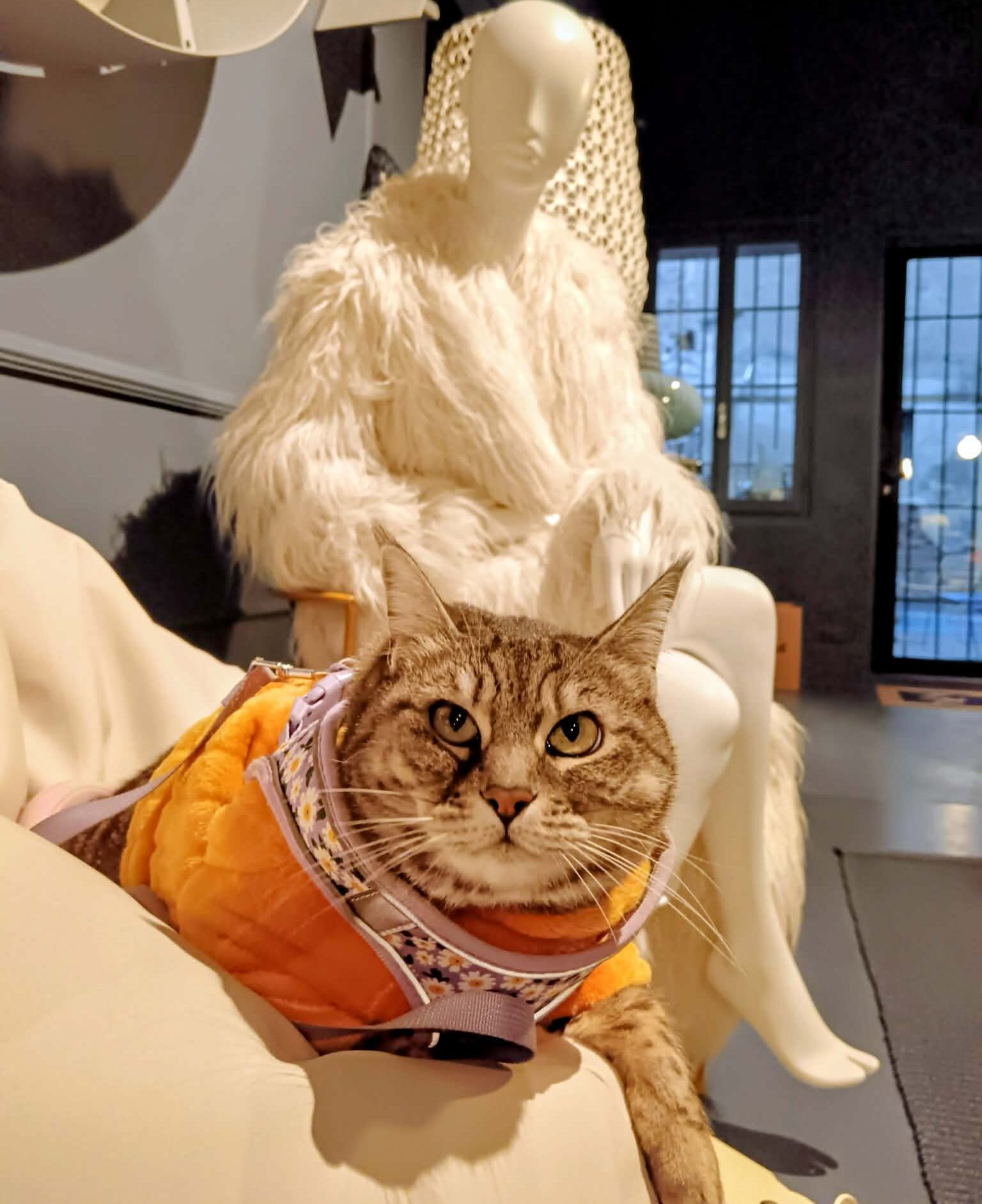 Gigia the cat in front of a art statue in the shop of Ettore Studio in Treviso Italy