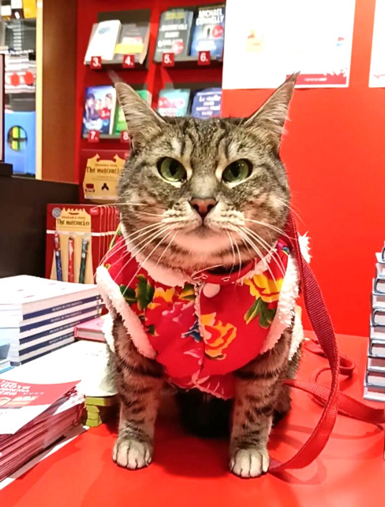 Gigia Travel Cat at Librerie.coop Mestre