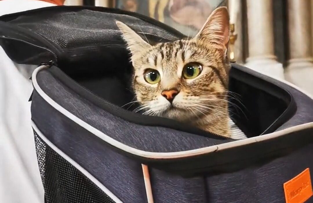 Gigia in a soft-sided backpack carrier