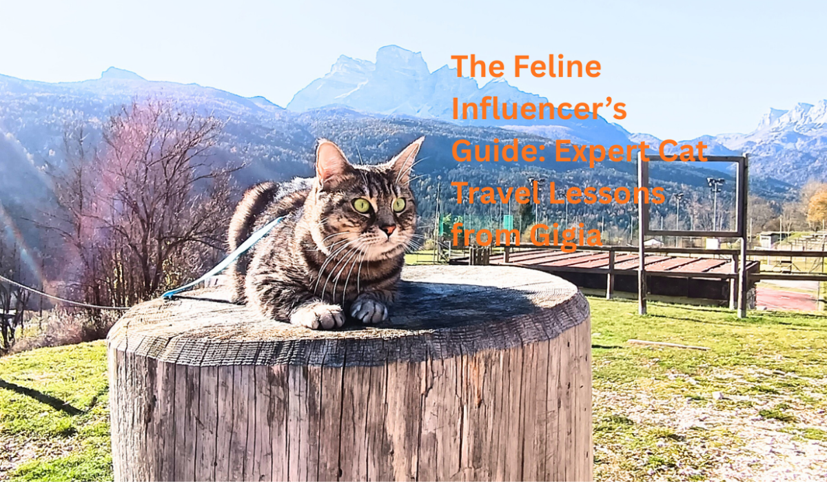 Gigia Travel Cat travelling in Dolomites