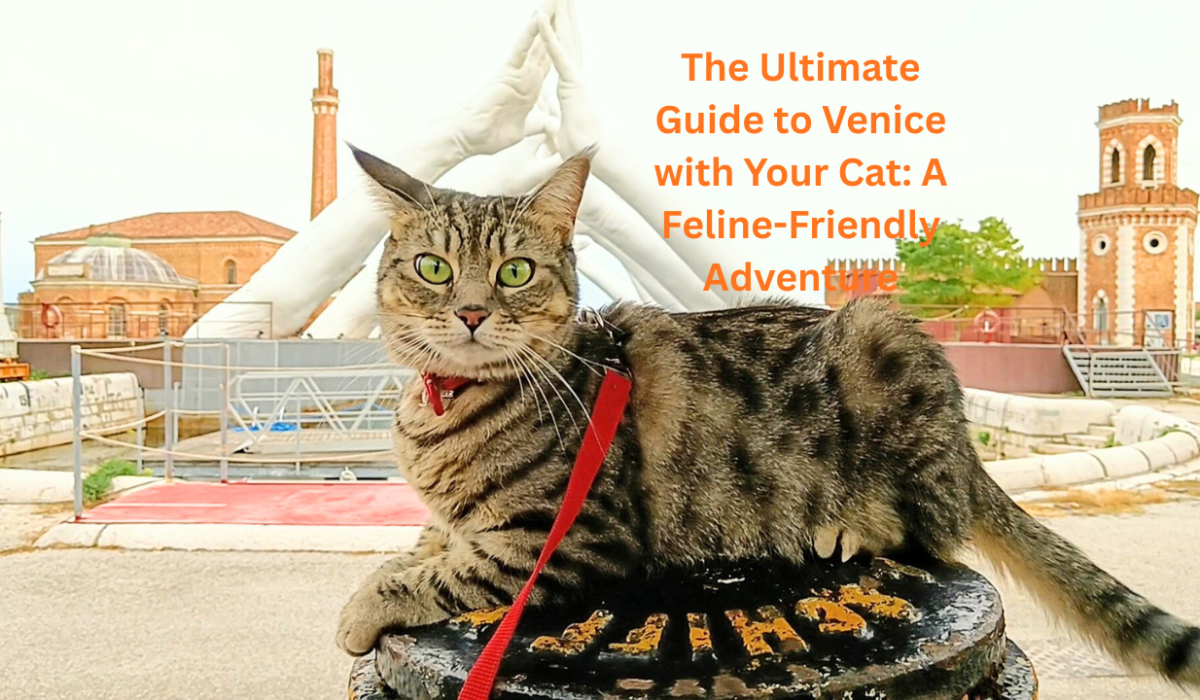 Gigia in Cat-friendly Venice
