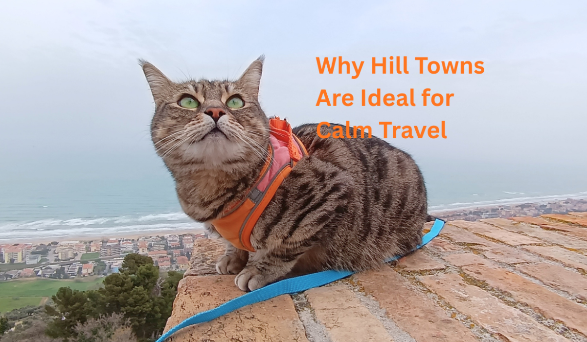 Gigia Travel Cat overlooking the sea from vantage point