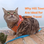 Gigia Travel Cat overlooking the sea from vantage point