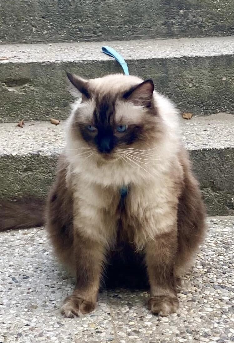 Pepe the Ragdoll - The staircase to the beach
