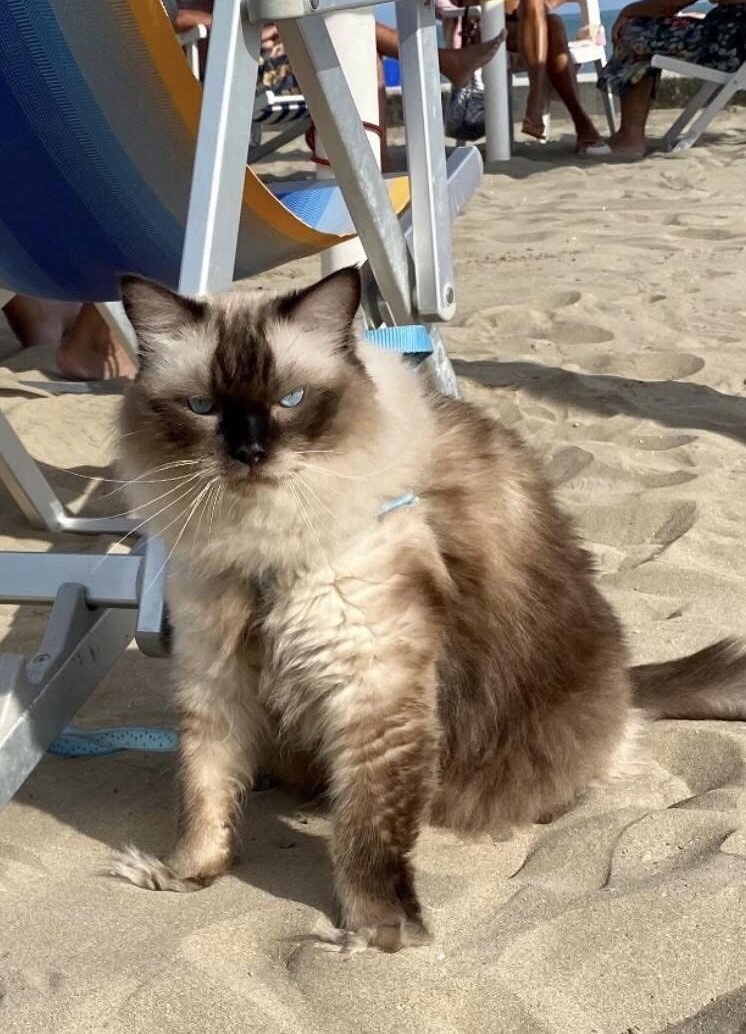 Pepe the Ragdoll - The beach