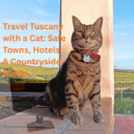 Gigia the cat looking over green pastures in Tuscany