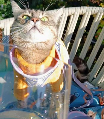 gigia the travel cat