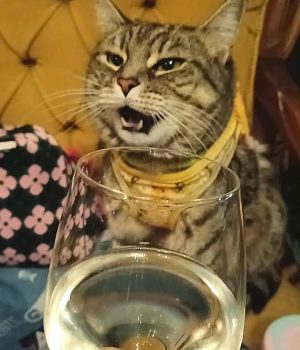 gigia the travel cat