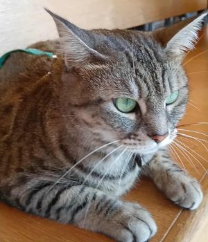 gigia the travel cat