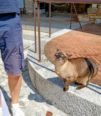 gigia the travel cat