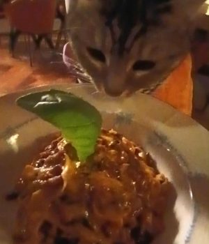 gigia the travel cat