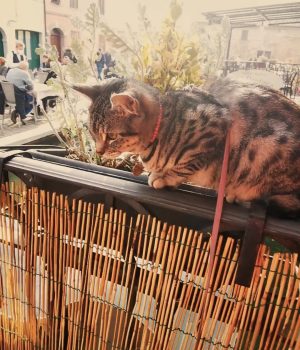 gigia the travel cat