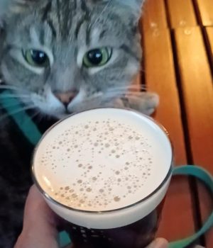 gigia the travel cat