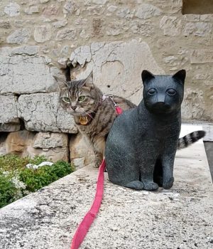 gigia