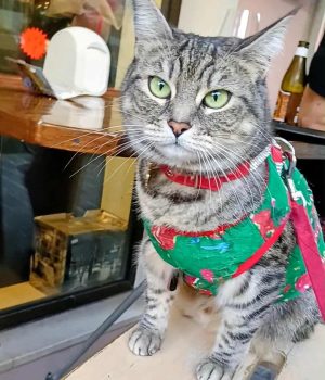 gigia the travel cat